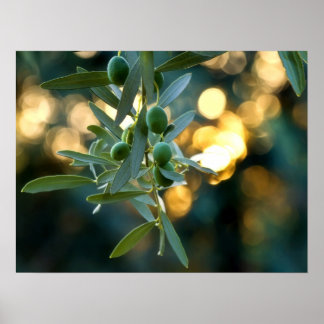 Póster Oro mediterráneo; aceitunas en su rama arbórea