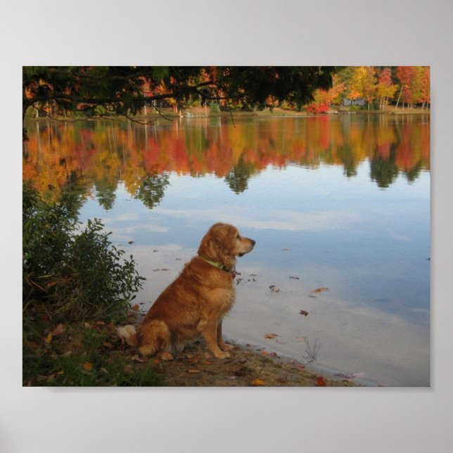 Póster Oro Otoño Naturaleza con perro de Golden Retriever (Frente)