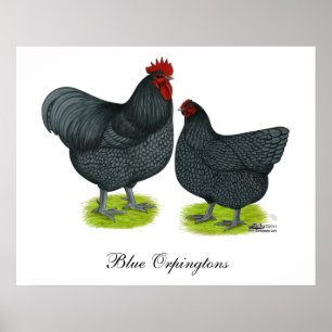 Póster Orpington: Blue Pair