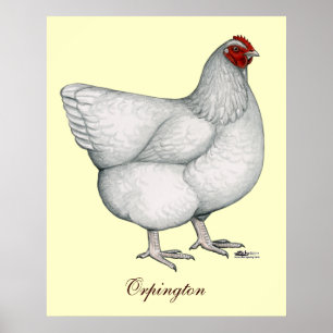 Póster Orpington White Hen