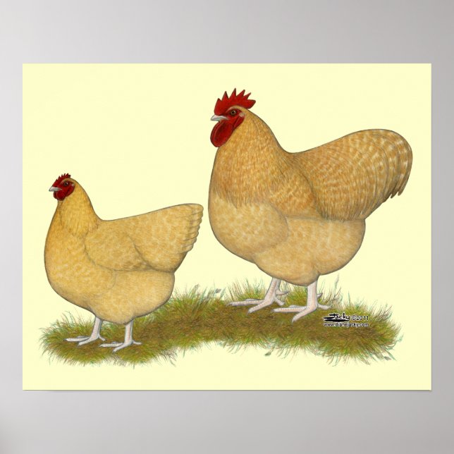 Póster Orpingtons Lemon Cuckoo (Frente)