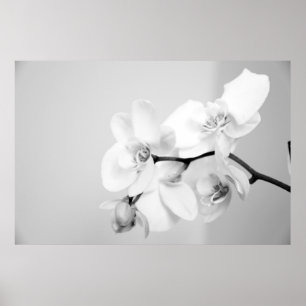 Póster Orquídea