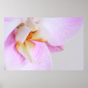 Póster Orquídea