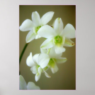 Póster orquídea