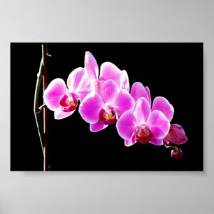 Póster Orquídea,