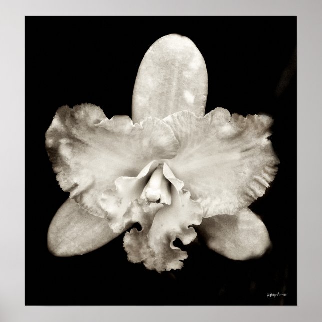 Póster Orquídea (Frente)
