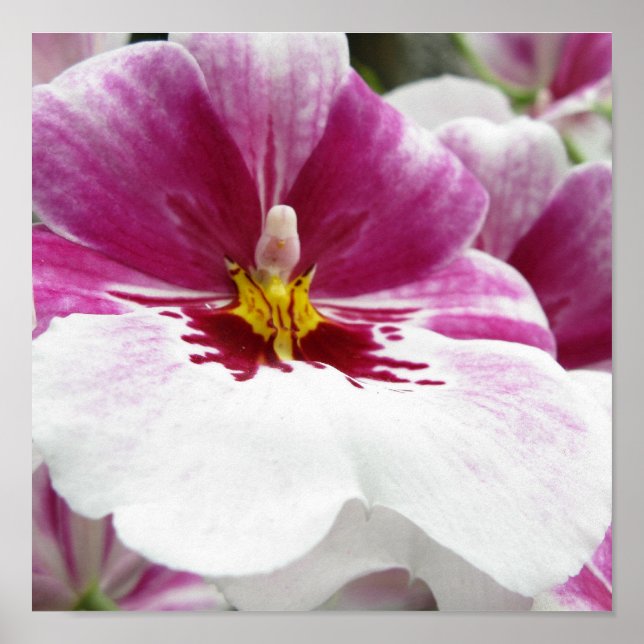 PÓSTER ORQUÍDEA (Frente)