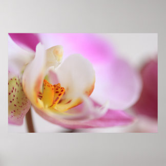 Póster Orquídea