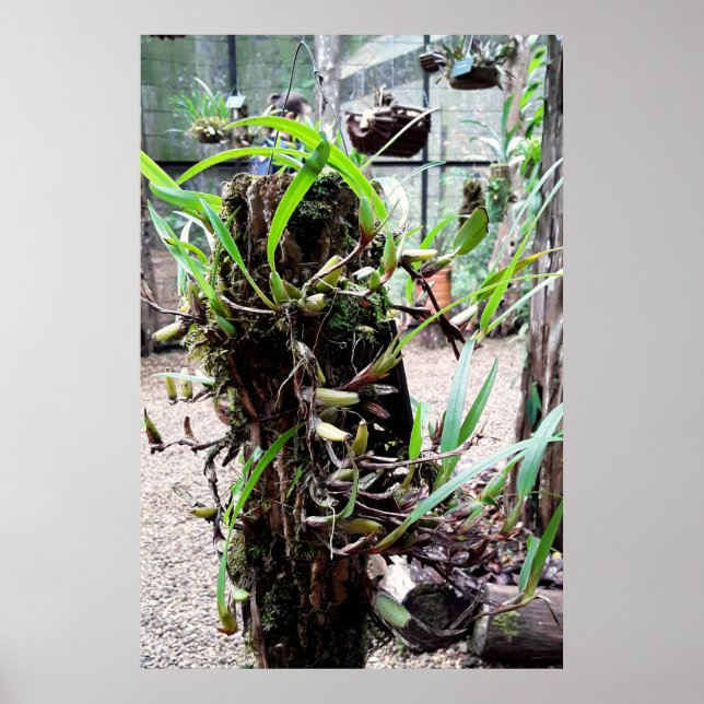 Póster orquidea (Frente)