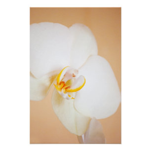 Póster Orquídea 8930