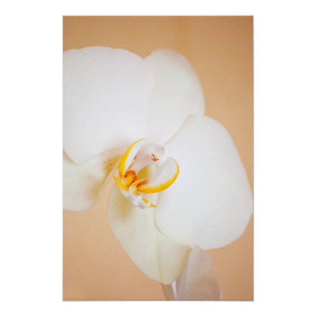 Póster Orquídea 8930 (Anverso)