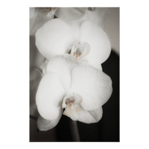 Póster Orquídea 8931