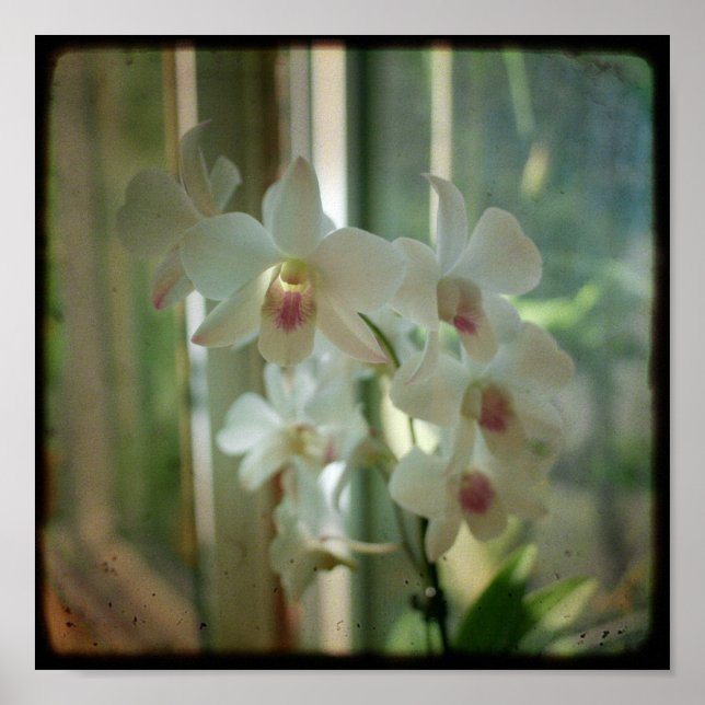 Póster orquídea 8 x 8 foto original de Nature TTV (Frente)