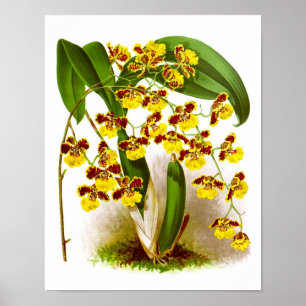 Póster Orquídea amarilla Oncidium Orquid número 6