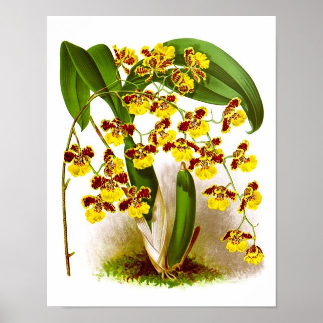 Póster Orquídea amarilla Oncidium Orquid número 6 (Frente)