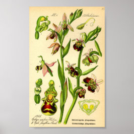 Póster Orquídea Araña (Ophrys fuciflora)