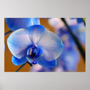 Póster Orquídea azul y blanca