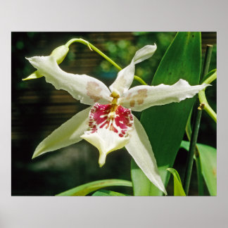 Póster Orquídea Beallara 'Glaciar Tahoma'