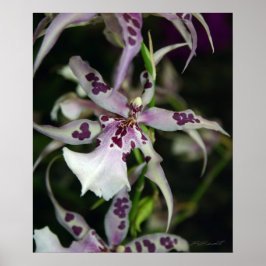 Póster Orquídea Beallara Print -20x24-otros tamaños dispo
