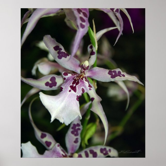 Póster Orquídea Beallara Print -20x24-otros tamaños dispo (Frente)