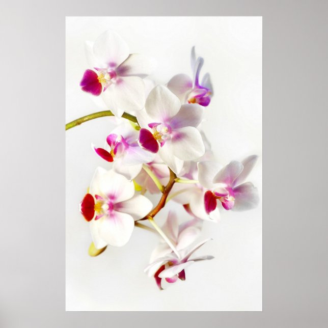 Póster Orquídea Blanca (Frente)