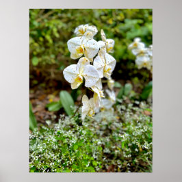 Póster Orquídea Blanca