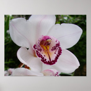 Póster Orquídea Blanca I Flor Tropical Hermosa