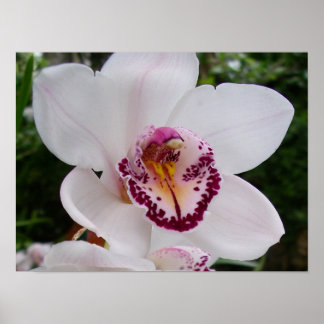 Póster Orquídea Blanca I Hermosa Flor Tropical