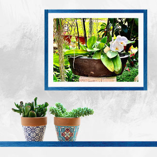 Póster Orquídea Blanca Luna