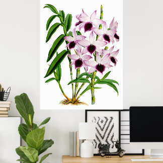 Póster Orquídea Blanca Púrpura Vintage