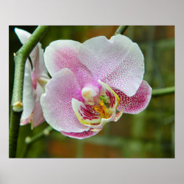 Póster Orquídea blanca y rosa