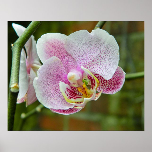 Póster Orquídea blanca y rosa (Frente)