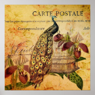 Póster orquídea botánica tropical pavo real vintage moder