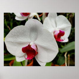 Póster Orquídea brumosa