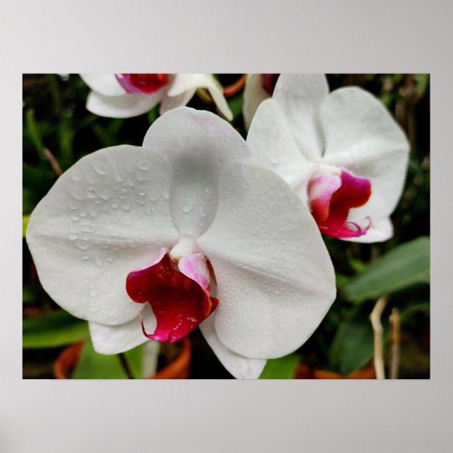 Póster Orquídea brumosa (Frente)