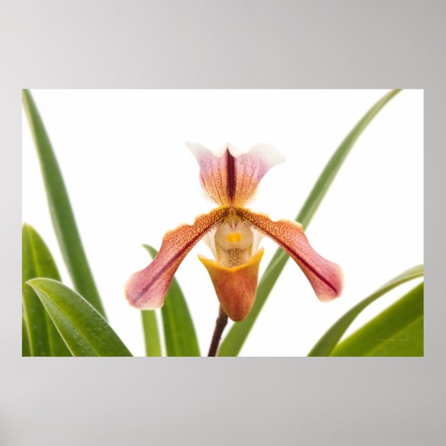 Póster Orquídea - ¿Cabrá la zapatilla? (Frente)