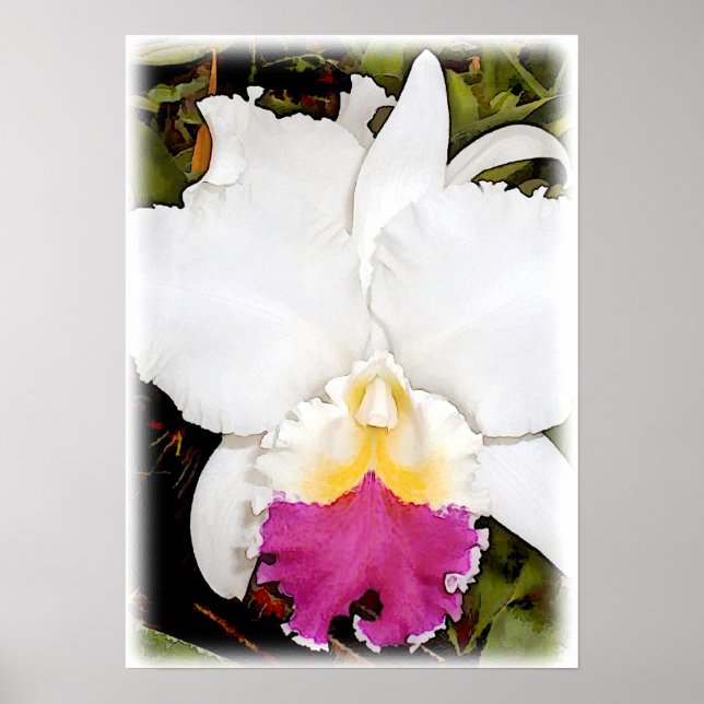 Póster Orquídea Cattleya blanca y púrpura (Frente)