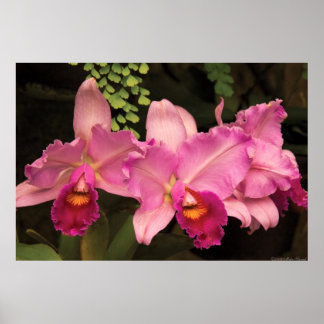 Póster Orquídea - Cattleya - Esplendor Magenta