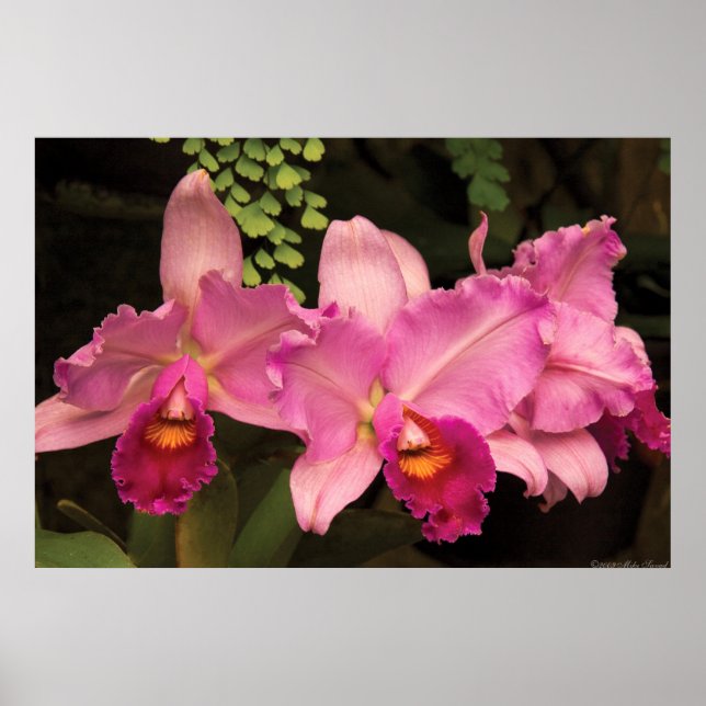 Póster Orquídea - Cattleya - Esplendor Magenta (Frente)