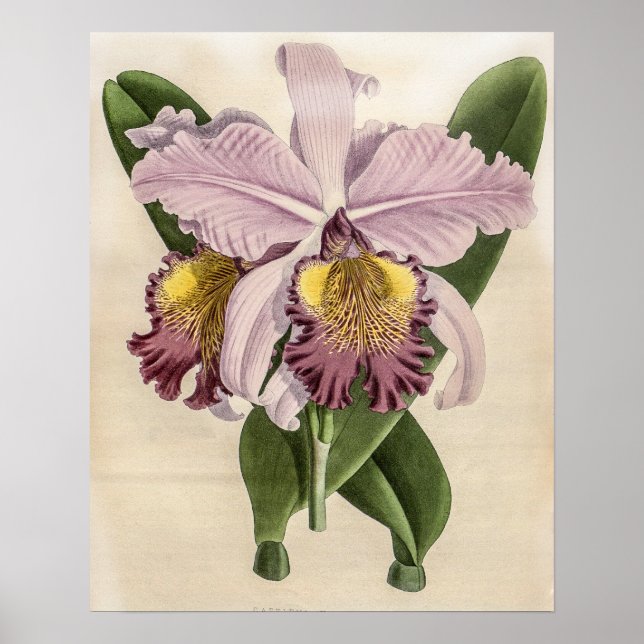 Póster Orquídea Cattleya Hardyana (Frente)
