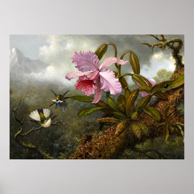 Póster Orquídea de Cattleya, dos colibríes y un escarabaj (Frente)