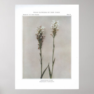 Póster Orquídea De Color Blanco