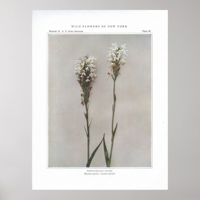 Póster Orquídea De Color Blanco (Frente)