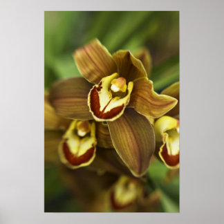 Póster Orquídea de Cymbidium