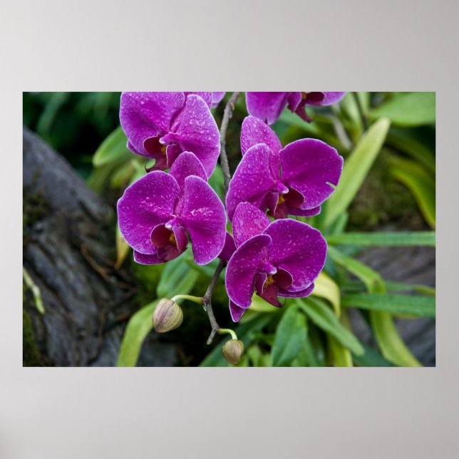 Póster Orquídea de falaenopsis púrpura (Frente)