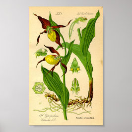 Póster Orquídea de las Damas (Cypripedium calceolus)