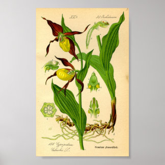 Póster Orquídea de las Damas (Cypripedium calceolus)