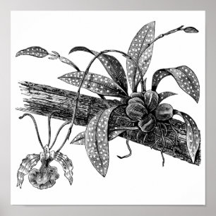 Póster Orquídea de mariposa