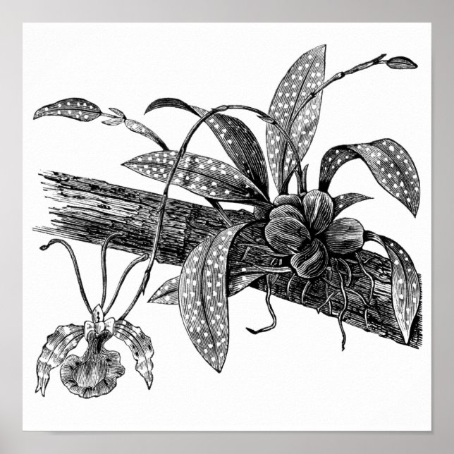 Póster Orquídea de mariposa (Frente)