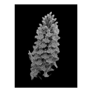 Poster Orquídea de Marsh del Norte